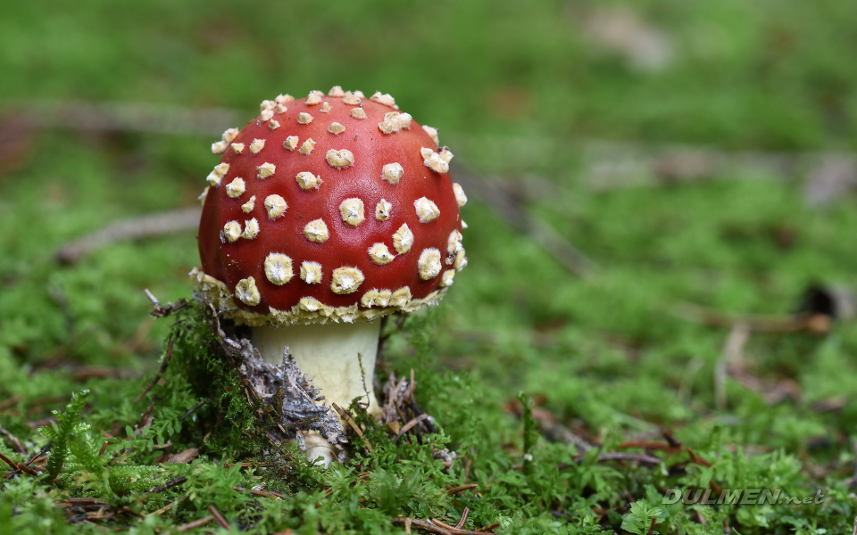 Fly agaric (Amanita muscaria)